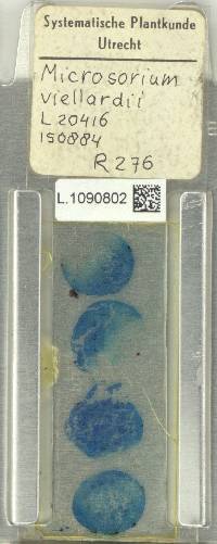 Phymatosorus vieillardii image