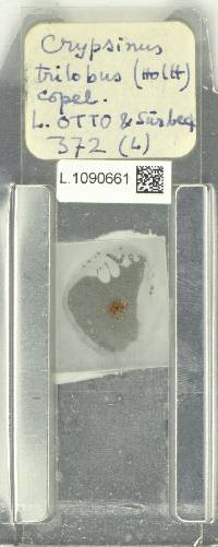 Selliguea triloba image