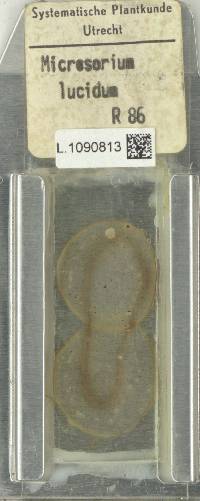 Phymatosorus cuspidatus image