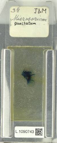 Microsorum punctatum image