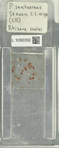 Pleopeltis sanctae-rosae image