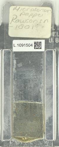 Microsorum pappei image