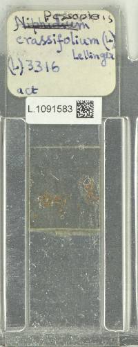 Niphidium crassifolium image