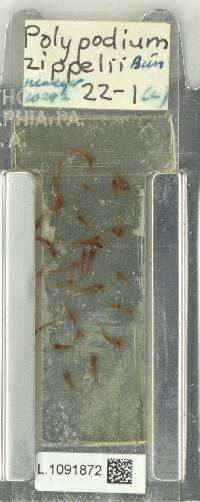 Microsorum zippelii image