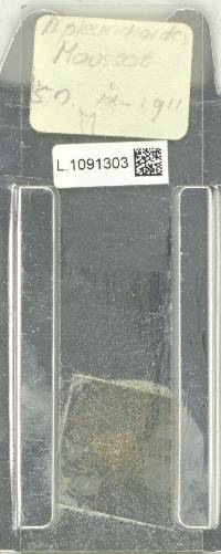 Aglaomorpha pleuridioides image