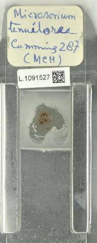 Microsorum samarense image