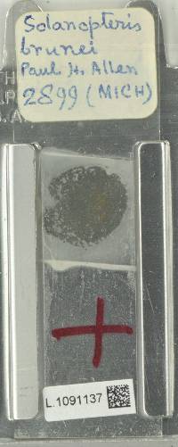 Microgramma brunei image