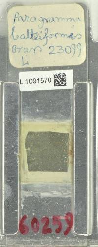 Lepisorus balteiformis image