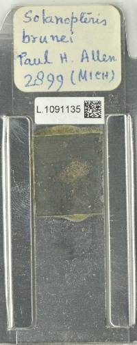Microgramma brunei image
