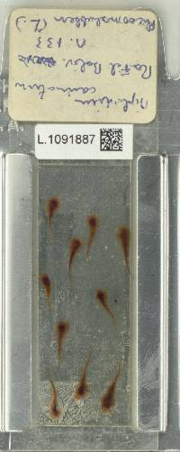 Niphidium carinatum image