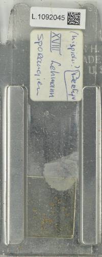 Polypodium hispidulum image