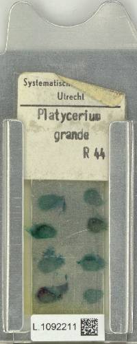 Platycerium grande image