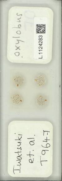 Selliguea oxyloba image
