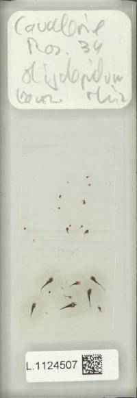 Lepisorus oligolepidus image