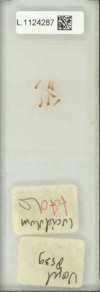 Selliguea ceratophylla image