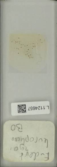 Paraselliguea leucophora image