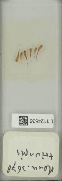 Aglaomorpha tricuspis image
