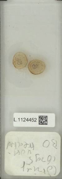 Lepisorus mamas image