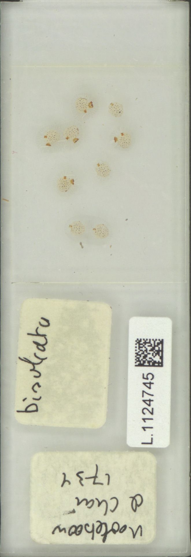 Selliguea ceratophylla image