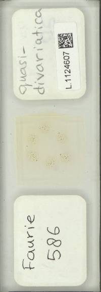 Pichisermollodes quasidivaricata image