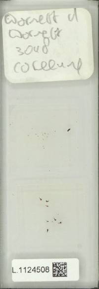 Lepisorus ussuriensis image
