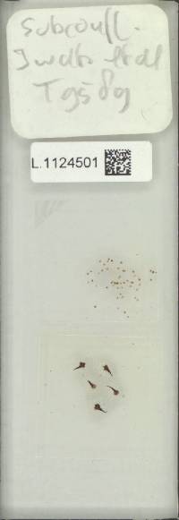 Lepisorus subconfluens image