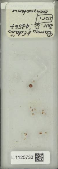 Goniophlebium benguetense image