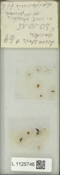 Goniophlebium terrestre image