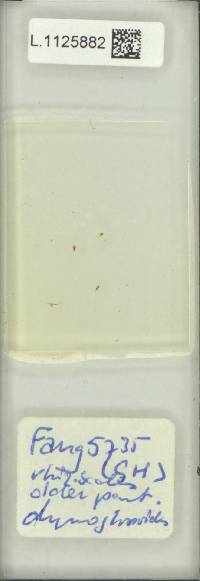 Lemmaphyllum drymoglossoides image