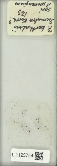 Goniophlebium korthalsii image