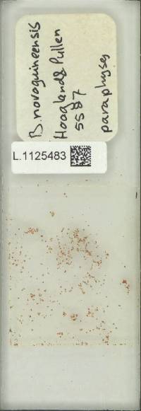 Lepisorus novoguineensis image