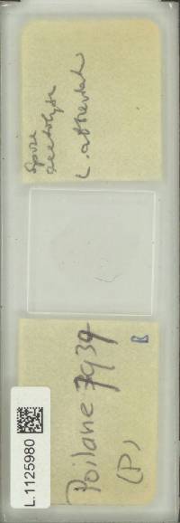 Lepisorus abbreviatus image