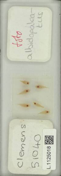 Selliguea albidosquamata image