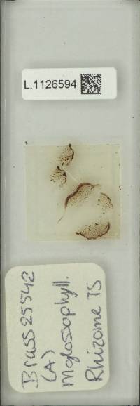 Microsorum glossophyllum image