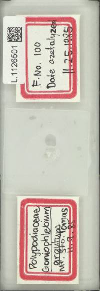 Goniophlebium argutum image