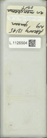 Goniophlebium mengtzeense image