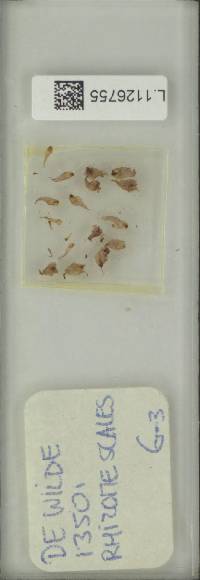 Microsorum heterocarpum image