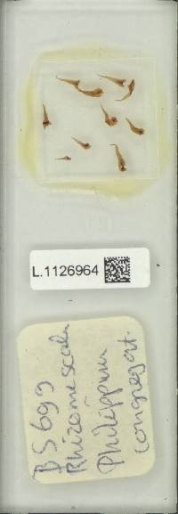 Microsorum congregatifolium image