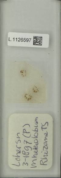 Microsorum heterolobum image