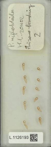 Pyrrosia niphoboloides image