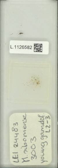 Microsorum sibomense image
