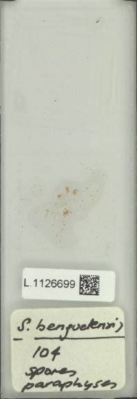 Goniophlebium benguetense image