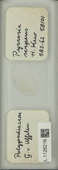 Pyrrosia serpens image