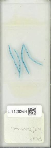 Platycerium holttumii image