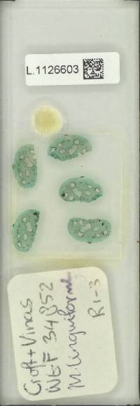 Microsorum linguiforme image