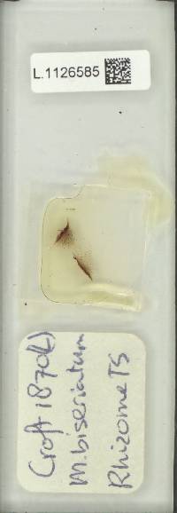 Phymatosorus biseriatus image