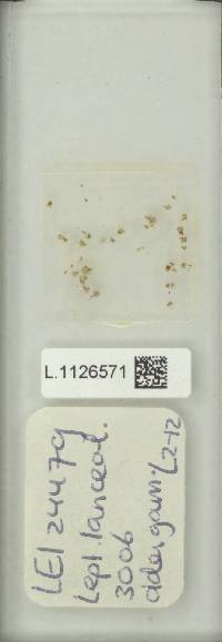 Leptochilus lanceolatus image