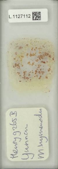 Microsorum membranaceum image