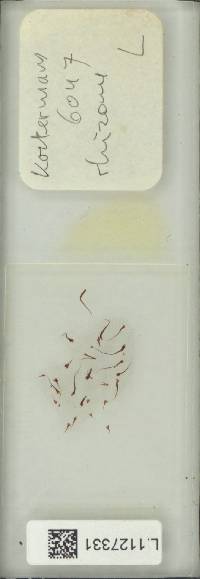 Pyrrosia platyphylla image