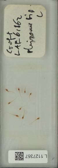 Pyrrosia foveolata image